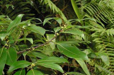 樟樹子|樟树子（樟科植物）